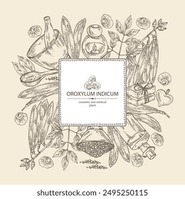 Background with  oroxylum indicum: oroxylum indicum plant, leaves, pod and oroxylum indicum seeds. Oil, soap and bath salt . Cosmetics and medical plant. Vector hand drawn illustration