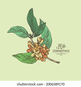 Background with osmanthus: plant, leaves and osmanthus flowers. Cosmetic, perfumery and medical plant. Vector hand drawn illustration