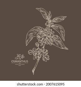 Background with osmanthus: plant, leaves and osmanthus flowers. Cosmetic, perfumery and medical plant. Vector hand drawn illustration