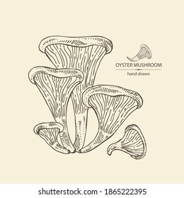 Background with oyster mushroom: mushroom pleurotus. Mushroom. Vector hand drawn illustration