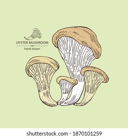 Background with oyster mushroom: mushroom pleurotus. Mushroom. Vector hand drawn illustration