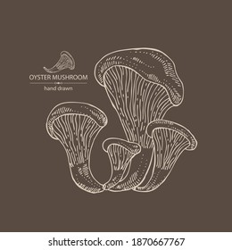 Background with oyster mushroom: mushroom pleurotus. Mushroom. Vector hand drawn illustration
