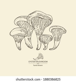 Background with oyster mushroom: mushroom pleurotus. Mushroom. Vector hand drawn illustration
