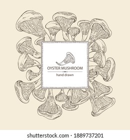 Background with oyster mushroom: mushroom pleurotus. Mushroom. Vector hand drawn illustration