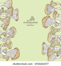 Background with oyster mushroom: mushroom pleurotus. Mushroom. Vector hand drawn illustration