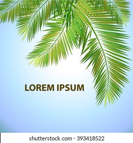 Background palm leaves. Vector