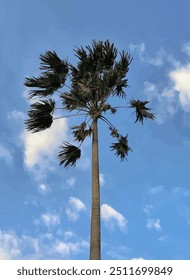 Palmera de fondo con cielo claramente azul