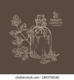 Background with parsley: parsley leaves, plant and bottle of parsley essential oil. Cosmetic, perfumery and medical plant. Vector hand drawn illustration.