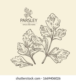 Background with parsley: parsley leaves and plant. Herbs and spices.  Vector hand drawn illustration.