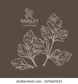 Background with parsley: parsley leaves and plant. Herbs and spices.  Vector hand drawn illustration.