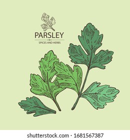 Background with parsley: parsley leaves and plant. Herbs and spices.  Vector hand drawn illustration.