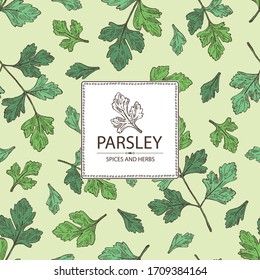 Background with parsley: parsley leaves and plant. Herbs and spices.  Vector hand drawn illustration.