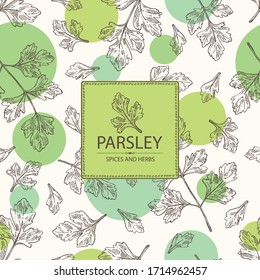 Background with parsley: parsley leaves and plant. Herbs and spices.  Vector hand drawn illustration.