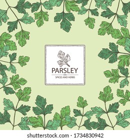 Background with parsley: parsley leaves and plant. Herbs and spices.  Vector hand drawn illustration.