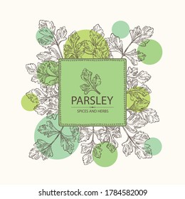 Background with parsley: parsley leaves and plant. Herbs and spices.  Vector hand drawn illustration.