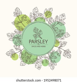 Background with parsley: parsley leaves and plant. Herbs and spices.  Vector hand drawn illustration.