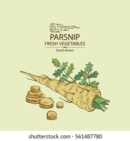 Background with parsnip. hand drawn