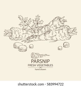 Background with parsnip. hand drawn.