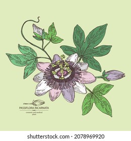 Background with passiflora incarnata: passiflora flowers, leaves and plant. Cosmetic, perfumery and medical plant. Vector hand drawn illustration.