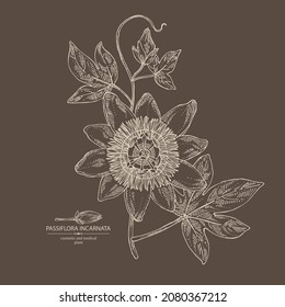 Background with passiflora incarnata: passiflora flowers, leaves and plant. Cosmetic, perfumery and medical plant. Vector hand drawn illustration.