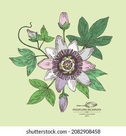 Hintergrund mit Passiflora incarnata: Blumen, Blätter und Pflanzen der Passiflora. Kosmetik, Parfüm und medizinische Anlagen. Vektorgrafik, handgezeichnet.