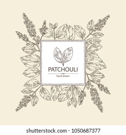 Background with patchouli: patchouli branch with leaves and flowers. Cosmetics and medical plant. Vector hand drawn illustration.