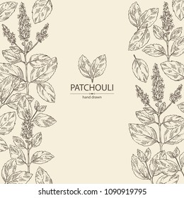Background with patchouli: patchouli branch with leaves and flowers. Cosmetics and medical plant. Vector hand drawn illustration.