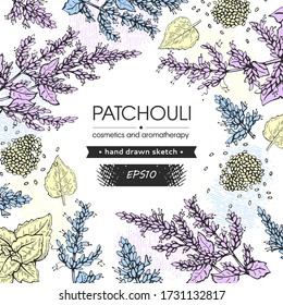 Background with Patchoulis inflorescences and flowers and branch with leaves. Detailed hand-drawn sketches, vector botanical illustration.