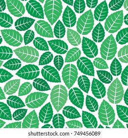 background pattern with fresh mint leaves 