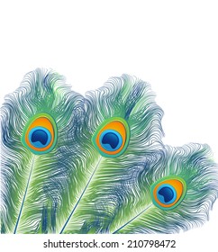 Background with peacock feathers isolated on white, vector illustration