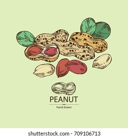 Background with peanut: nuts and leaves. Vector hand drawn illustration.