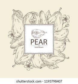 Background with pear: fruit, leaves, flower and pear slice. Vector hand drawn illustration.