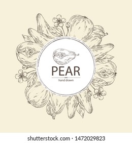 Background with pear: fruit, leaves, flower and pear slice. Vector hand drawn illustration.