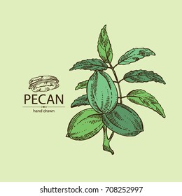 Background with pecan: branch of pecan, nuts and leaves. Vector hand drawn illustration.