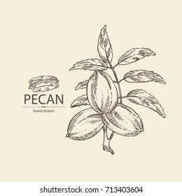 Background With Pecan: Branch Of Pecan Nuts. Vector Hand Drawn Illustration.