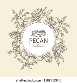 Background with pecan: pecan nuts and leaves. Vector hand drawn illustration