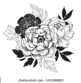 Hand Drawn Peony Flower Leaves Isolated Stock Illustration 1460303384 ...