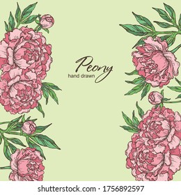 Background with peony: flowers of peony and leaves. Vector hand drawn illustration