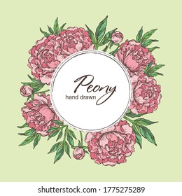 Antecedentes con peonía: flores de peonía y hojas. Ilustración dibujada a mano por el vector
