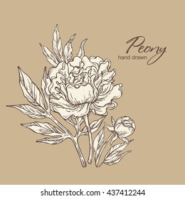 Background with peony. hand drawn 