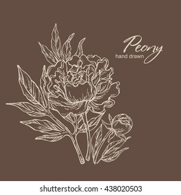 Background with peony. hand drawn 