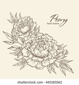 Background with peony. hand drawn 