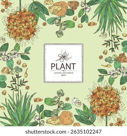 Contexto com perfumaria, plantas cosméticas e médicas: saraca asoca, guggul, linho zelandês, flueggea suffruticosa. Ilustração desenhada à mão vetorial.