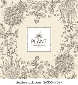 Contexto com perfumaria, plantas cosméticas e médicas: saraca asoca, guggul, linho zelandês, flueggea suffruticosa. Ilustração desenhada à mão vetorial.