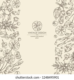 Background with perfumery, cosmetics and medical plant: jojoba, eleutherococcus, chinese schisandra, gotu kola and juniper. Vector hand drawn illustration