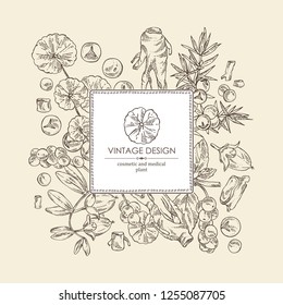 Background with perfumery, cosmetics and medical plant: jojoba, eleutherococcus, chinese schisandra, gotu kola and juniper. Vector hand drawn illustration