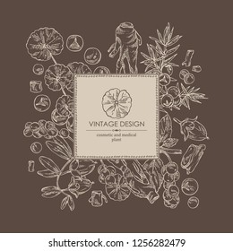 Background with perfumery, cosmetics and medical plant: jojoba, eleutherococcus, chinese schisandra, gotu kola and juniper. Vector hand drawn illustration