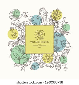 Background with perfumery, cosmetics and medical plant: jojoba, eleutherococcus, chinese schisandra, gotu kola and juniper. Vector hand drawn illustration