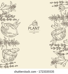 Background  perfumery, cosmetics and medical plant: lavender flowers, neroli flowers, rosemary and coconut. Vector hand drawn illustration