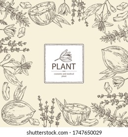 Background  perfumery, cosmetics and medical plant: lavender flowers, neroli flowers, rosemary and coconut. Vector hand drawn illustration